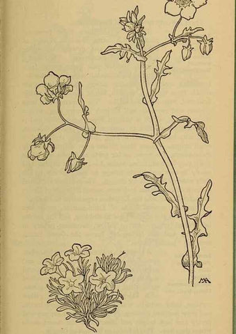 Reproducción/Reproduction 31911829917: Field book of western wild flowers /. New York :Putnam,1915.. 