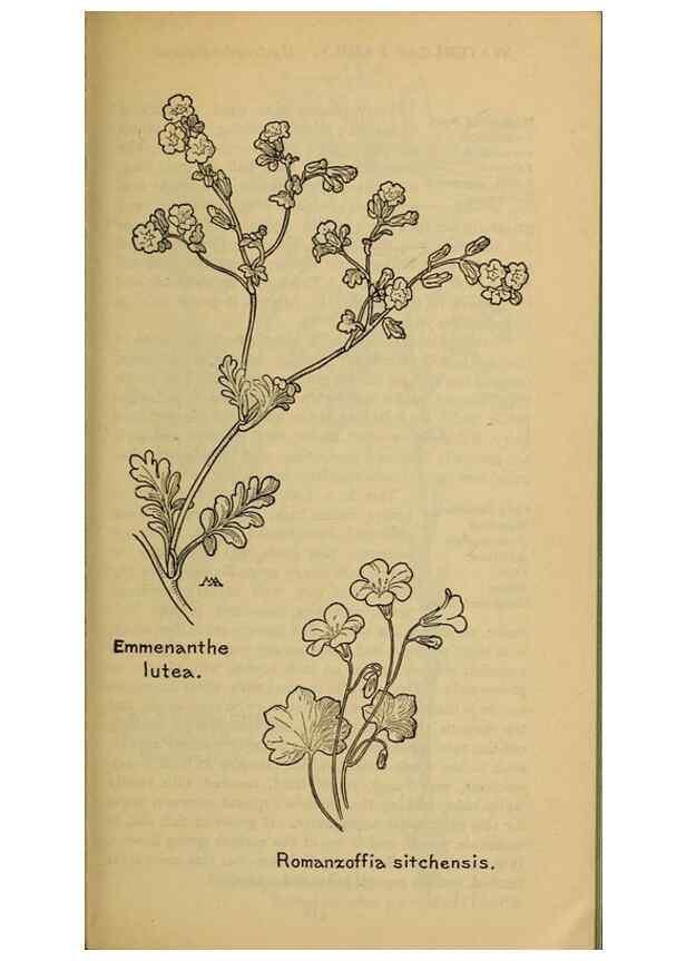 Reproducción/Reproduction 46853148971: Field book of western wild flowers /. New York :Putnam,1915.. 