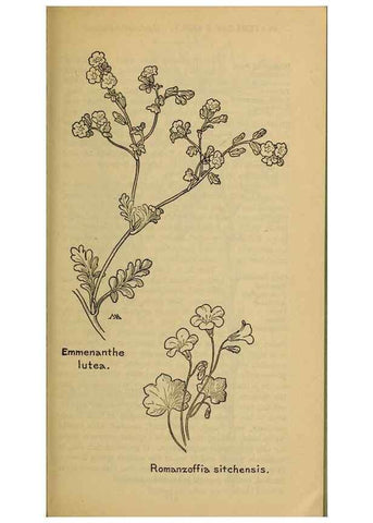 Reproducción/Reproduction 46853148971: Field book of western wild flowers /. New York :Putnam,1915.. 