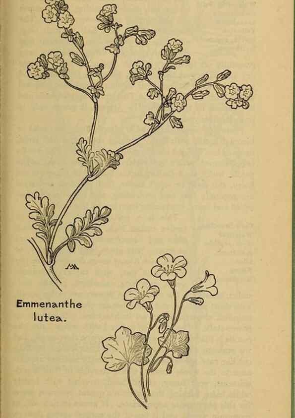 Reproducción/Reproduction 46853148971: Field book of western wild flowers /. New York :Putnam,1915.. 