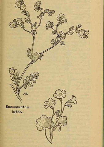 Reproducción/Reproduction 46853148971: Field book of western wild flowers /. New York :Putnam,1915.. 