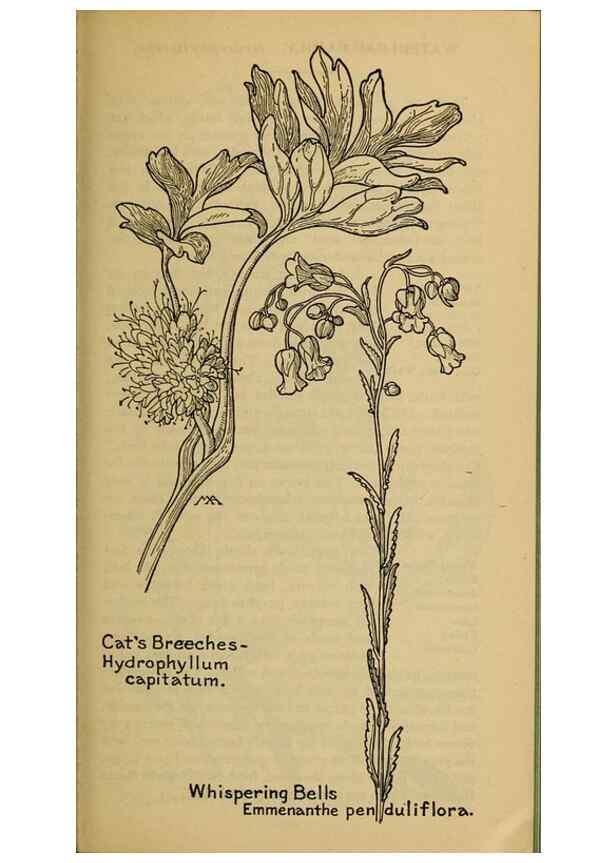 Reproducción/Reproduction 32977778108: Field book of western wild flowers /. New York :Putnam,1915.. 