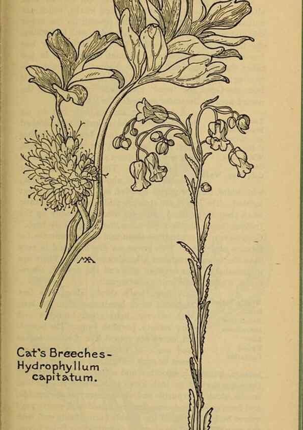 Reproducción/Reproduction 32977778108: Field book of western wild flowers /. New York :Putnam,1915.. 