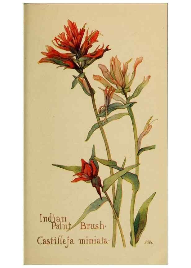 Reproducción/Reproduction 46128135114: Field book of western wild flowers /. New York :Putnam,1915.. 