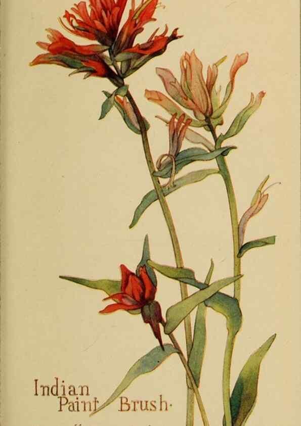 Reproducción/Reproduction 46128135114: Field book of western wild flowers /. New York :Putnam,1915.. 