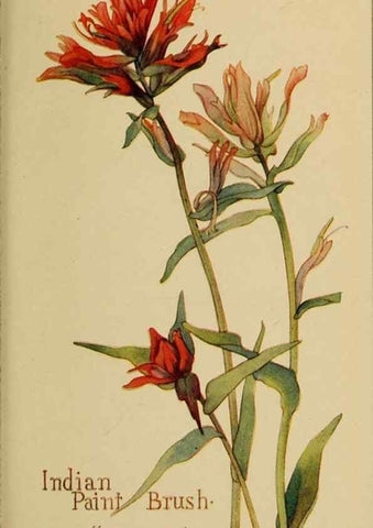 Reproducción/Reproduction 46128135114: Field book of western wild flowers /. New York :Putnam,1915.. 