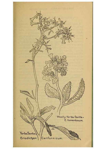 Reproducción/Reproduction 32977779798: Field book of western wild flowers /. New York :Putnam,1915.. 
