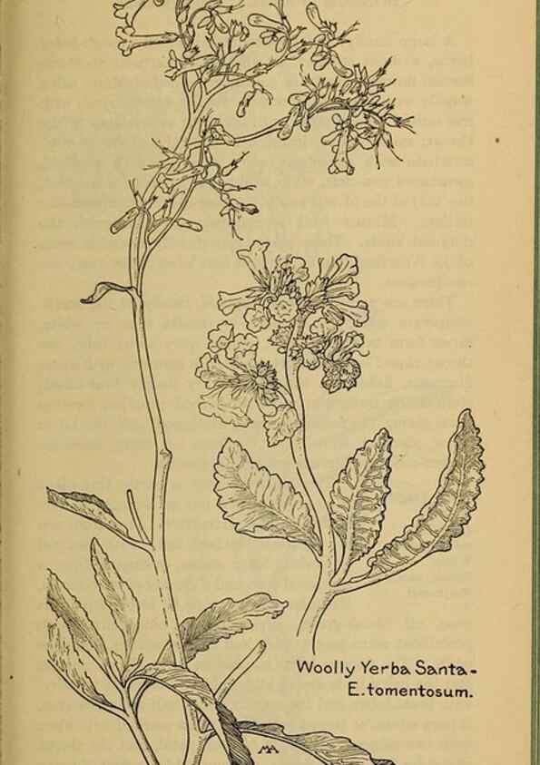 Reproducción/Reproduction 32977779798: Field book of western wild flowers /. New York :Putnam,1915.. 