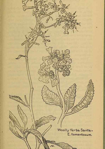 Reproducción/Reproduction 32977779798: Field book of western wild flowers /. New York :Putnam,1915.. 