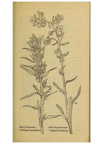 Reproducción/Reproduction 46853151371: Field book of western wild flowers /. New York :Putnam,1915.. 
