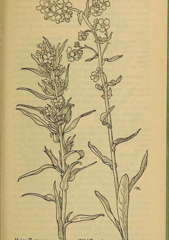 Reproducción/Reproduction 46853151371: Field book of western wild flowers /. New York :Putnam,1915.. 