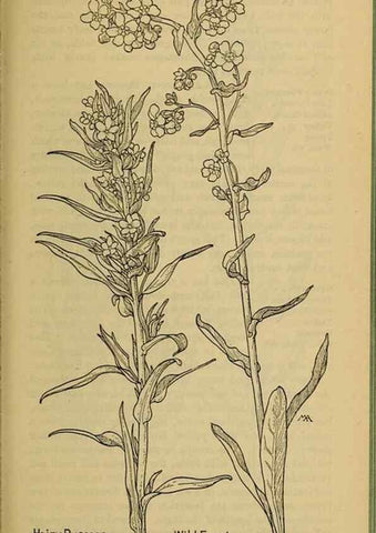 Reproducción/Reproduction 46853151371: Field book of western wild flowers /. New York :Putnam,1915.. 
