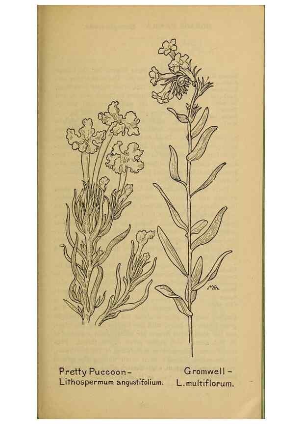 Reproducción/Reproduction 46128085834: Field book of western wild flowers /. New York :Putnam,1915.. 