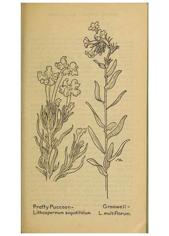 Reproducción/Reproduction 46128085834: Field book of western wild flowers /. New York :Putnam,1915.. 