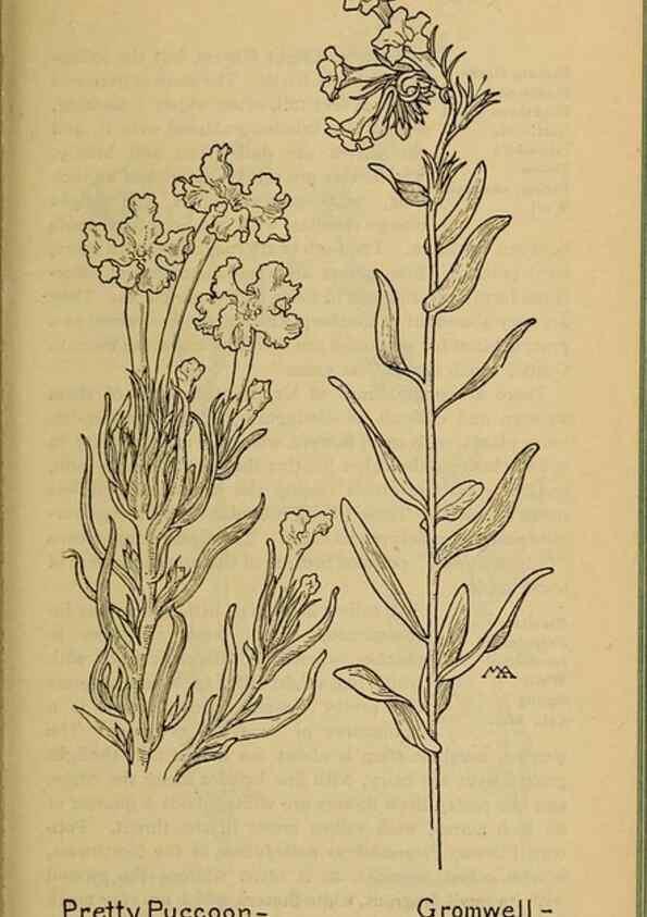Reproducción/Reproduction 46128085834: Field book of western wild flowers /. New York :Putnam,1915.. 