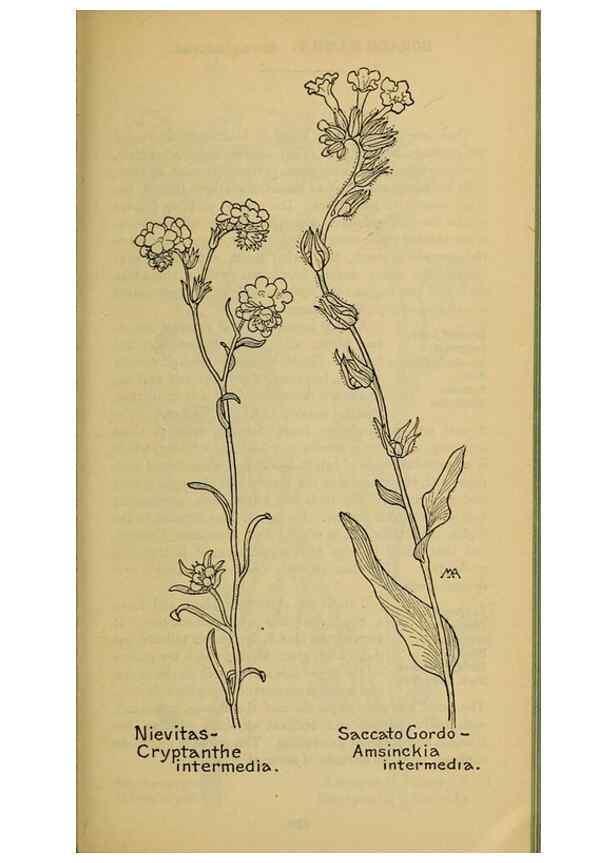 Reproducción/Reproduction 46128086464: Field book of western wild flowers /. New York :Putnam,1915.. 