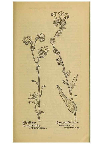 Reproducción/Reproduction 46128086464: Field book of western wild flowers /. New York :Putnam,1915.. 