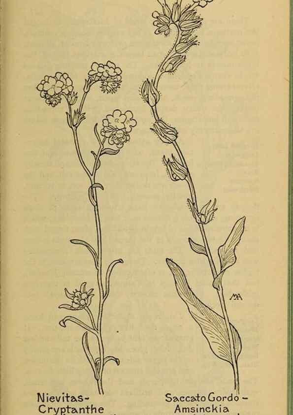 Reproducción/Reproduction 46128086464: Field book of western wild flowers /. New York :Putnam,1915.. 