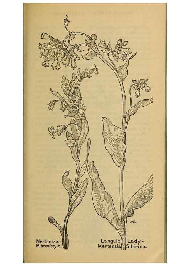 Reproducción/Reproduction 46801079962: Field book of western wild flowers /. New York :Putnam,1915.. 