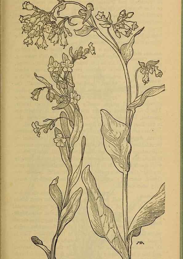 Reproducción/Reproduction 46801079962: Field book of western wild flowers /. New York :Putnam,1915.. 