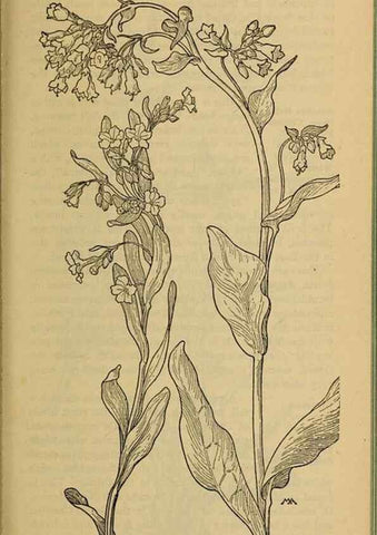 Reproducción/Reproduction 46801079962: Field book of western wild flowers /. New York :Putnam,1915.. 