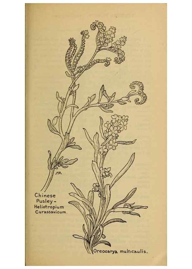 Reproducción/Reproduction 31911835797: Field book of western wild flowers /. New York :Putnam,1915.. 