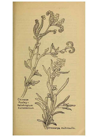 Reproducción/Reproduction 31911835797: Field book of western wild flowers /. New York :Putnam,1915.. 