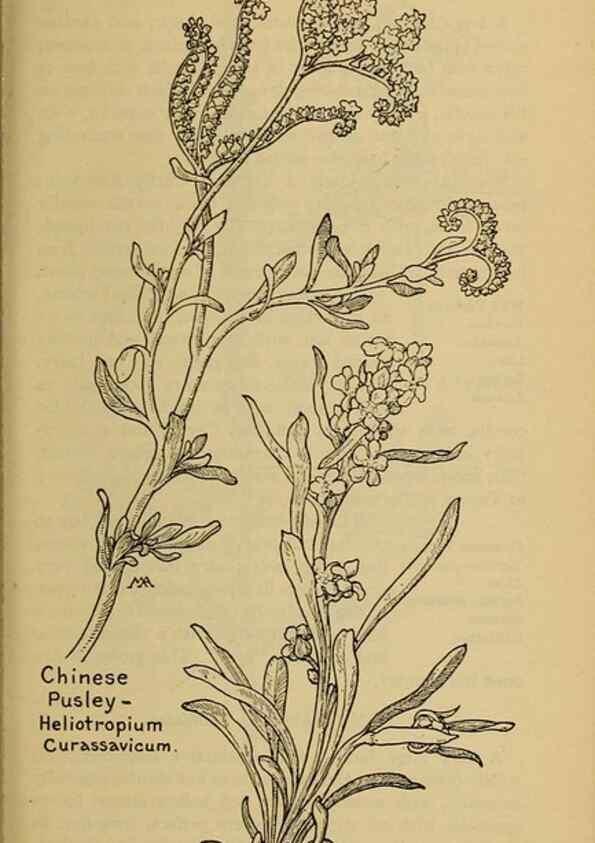 Reproducción/Reproduction 31911835797: Field book of western wild flowers /. New York :Putnam,1915.. 