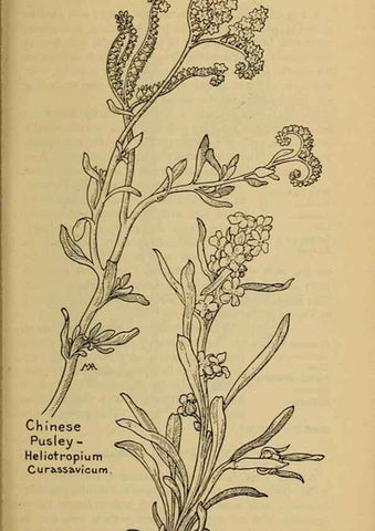 Reproducción/Reproduction 31911835797: Field book of western wild flowers /. New York :Putnam,1915.. 