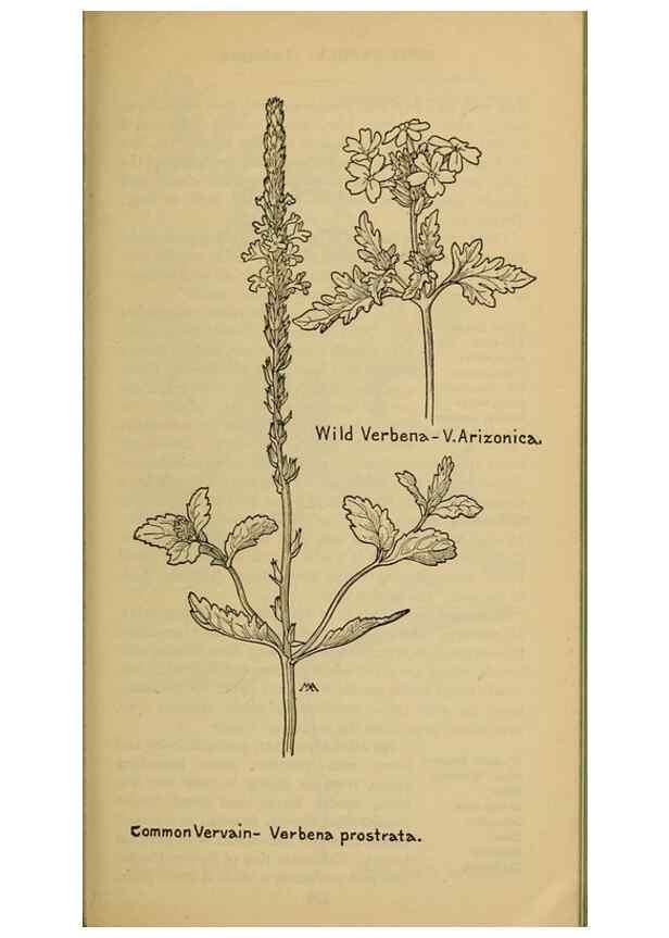 Reproducción/Reproduction 31911837007: Field book of western wild flowers /. New York :Putnam,1915.. 