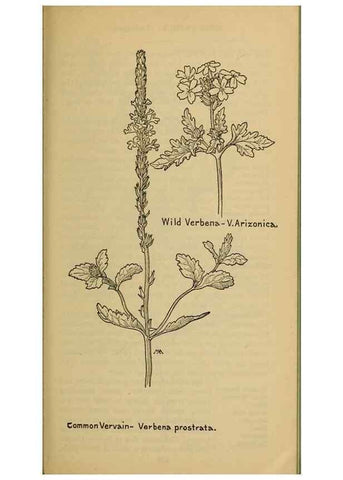 Reproducción/Reproduction 31911837007: Field book of western wild flowers /. New York :Putnam,1915.. 