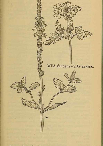 Reproducción/Reproduction 31911837007: Field book of western wild flowers /. New York :Putnam,1915.. 