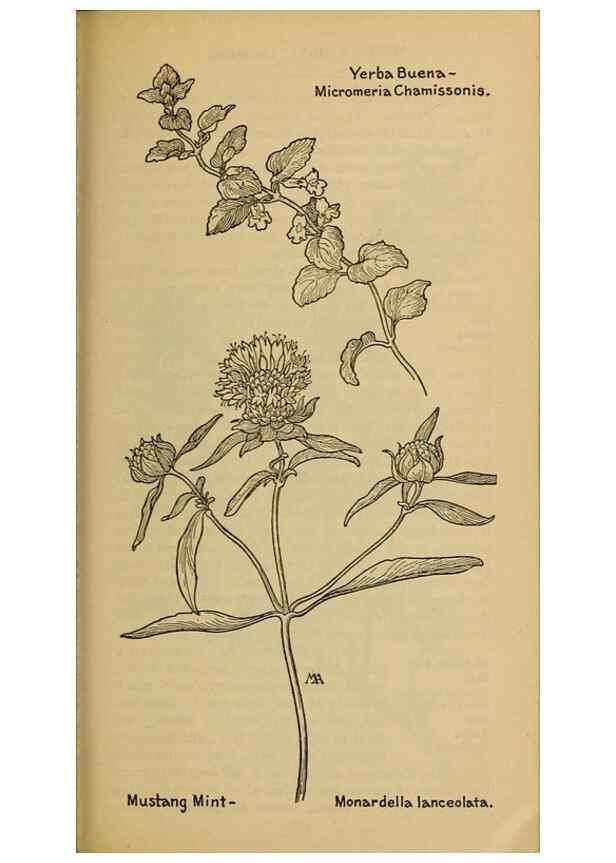 Reproducción/Reproduction 46853154371: Field book of western wild flowers /. New York :Putnam,1915.. 