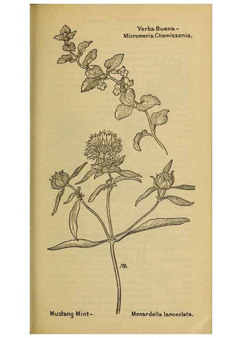 Reproducción/Reproduction 46853154371: Field book of western wild flowers /. New York :Putnam,1915.. 
