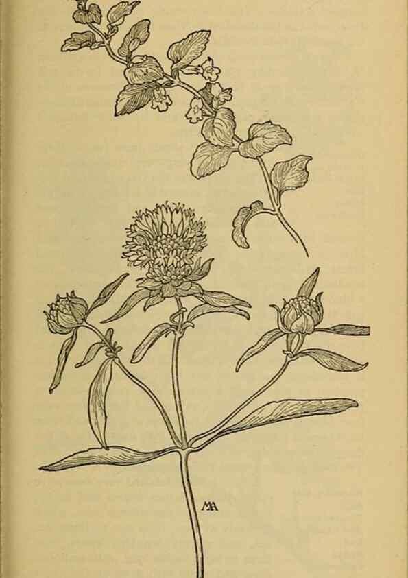 Reproducción/Reproduction 46853154371: Field book of western wild flowers /. New York :Putnam,1915.. 