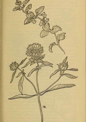 Reproducción/Reproduction 46853154371: Field book of western wild flowers /. New York :Putnam,1915.. 