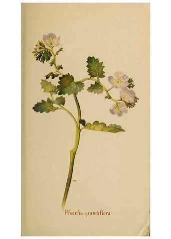 Reproducción/Reproduction 31911826977: Field book of western wild flowers /. New York :Putnam,1915.. 