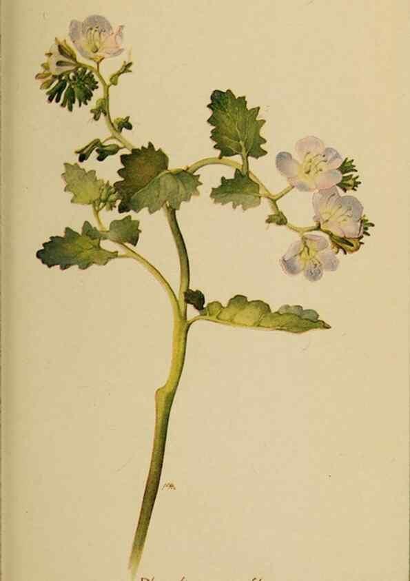 Reproducción/Reproduction 31911826977: Field book of western wild flowers /. New York :Putnam,1915.. 