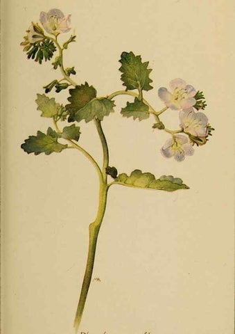 Reproducción/Reproduction 31911826977: Field book of western wild flowers /. New York :Putnam,1915.. 