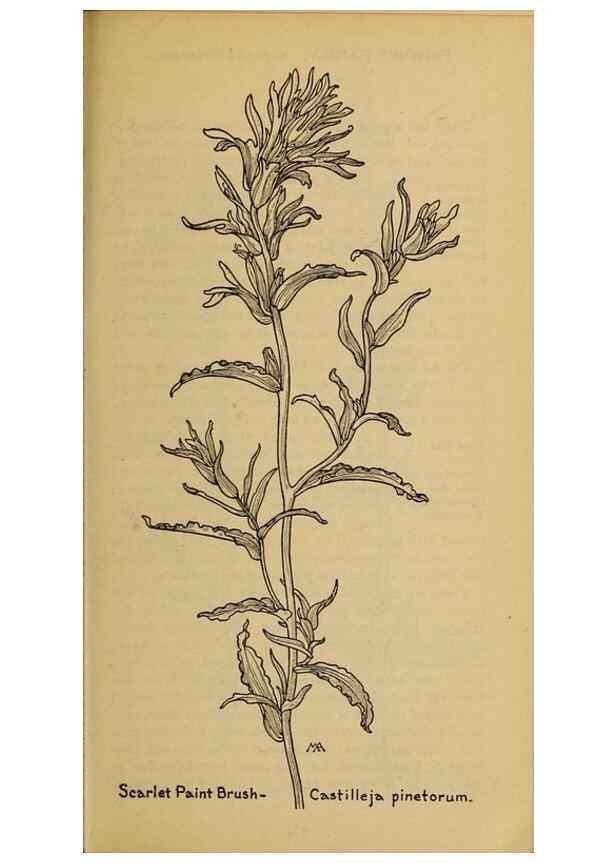 Reproducción/Reproduction 46128136014: Field book of western wild flowers /. New York :Putnam,1915.. 
