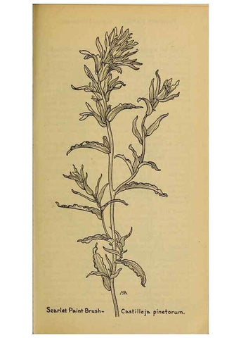 Reproducción/Reproduction 46128136014: Field book of western wild flowers /. New York :Putnam,1915.. 