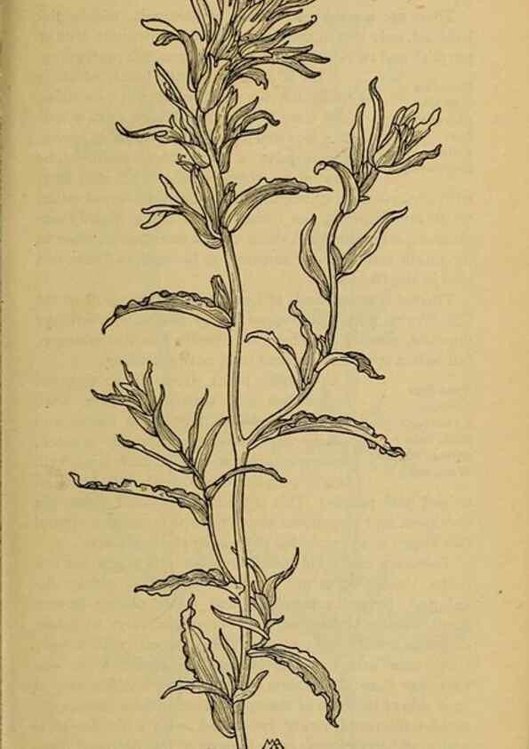 Reproducción/Reproduction 46128136014: Field book of western wild flowers /. New York :Putnam,1915.. 