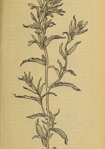 Reproducción/Reproduction 46128136014: Field book of western wild flowers /. New York :Putnam,1915.. 
