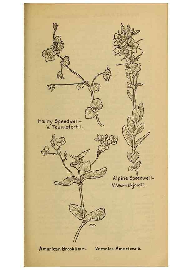 Reproducción/Reproduction 45938582525: Field book of western wild flowers /. New York :Putnam,1915.. 