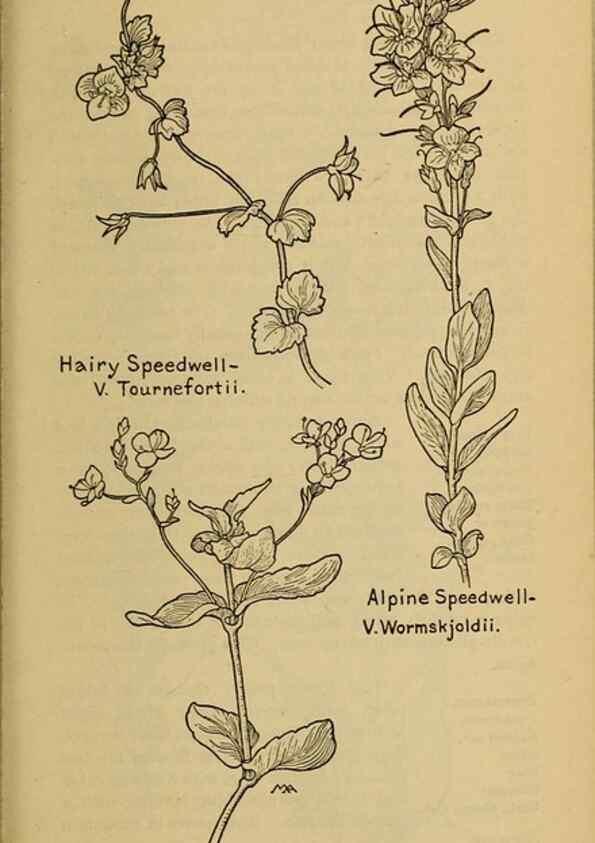 Reproducción/Reproduction 45938582525: Field book of western wild flowers /. New York :Putnam,1915.. 