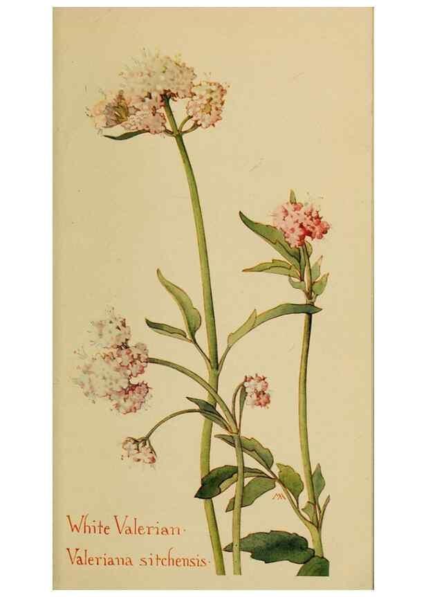 Reproducción/Reproduction 32977856688: Field book of western wild flowers /. New York :Putnam,1915.. 