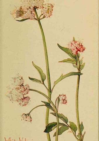 Reproducción/Reproduction 32977856688: Field book of western wild flowers /. New York :Putnam,1915.. 