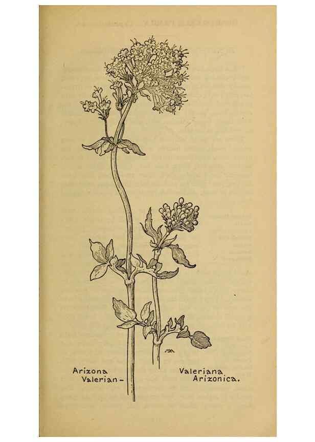 Reproducción/Reproduction 32977857688: Field book of western wild flowers /. New York :Putnam,1915.. 