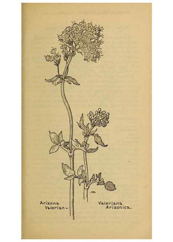 Reproducción/Reproduction 32977857688: Field book of western wild flowers /. New York :Putnam,1915.. 