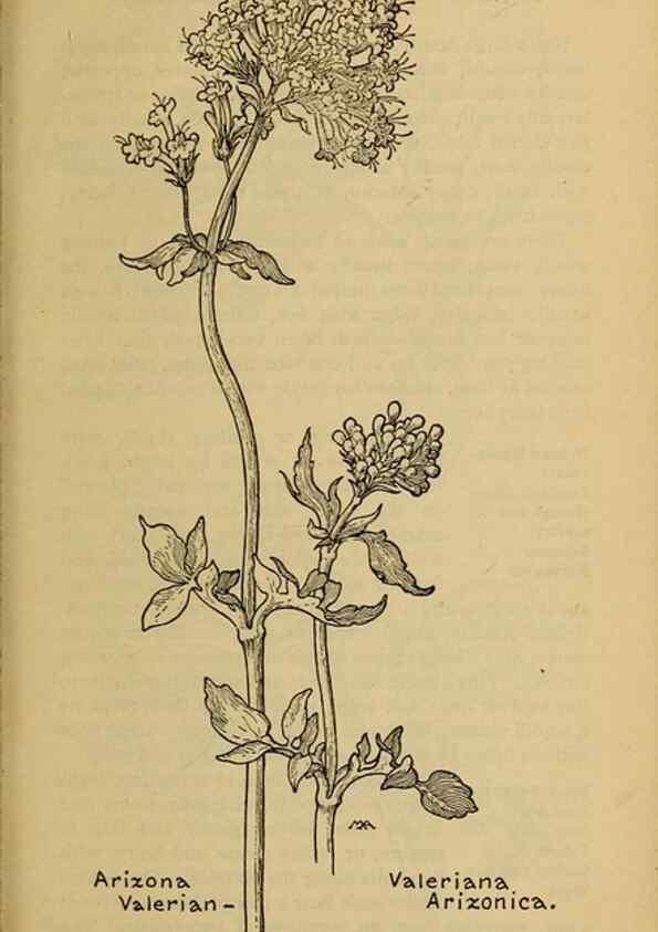 Reproducción/Reproduction 32977857688: Field book of western wild flowers /. New York :Putnam,1915.. 